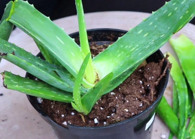 aloe vera pups