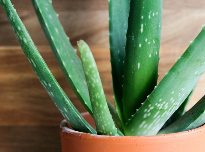 aloe vera propagation