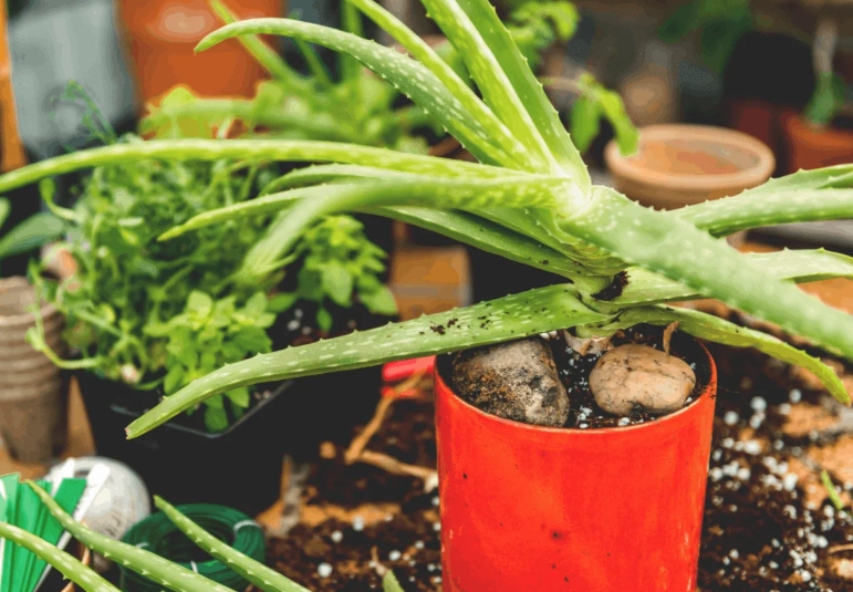 aloe vera propagation