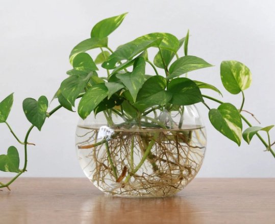 propagate golden pothos