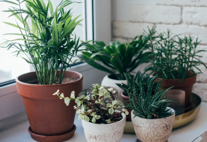 air purifying plants air purifying plants