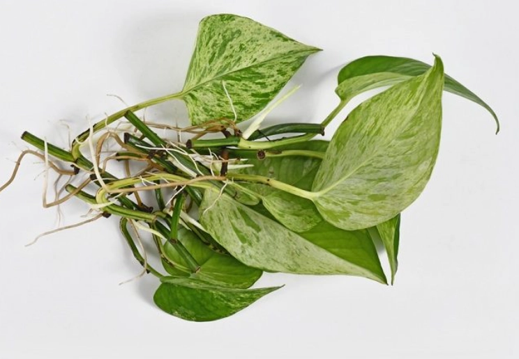 how to propagate pothos