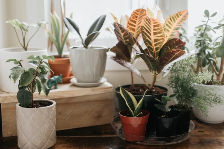 low light house plants low light house plants