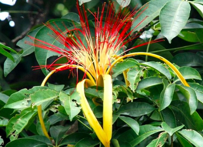 Money Tree plant problems Money Tree plant problems