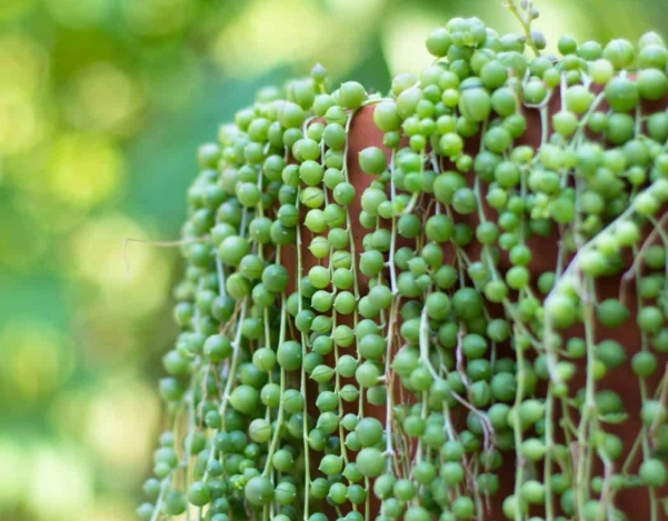 string of pearls succulent