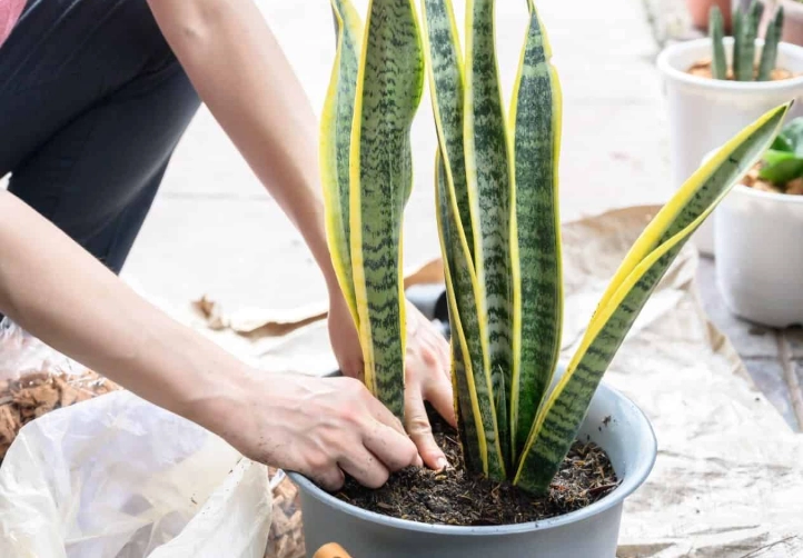 snake plant propagation
