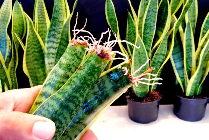 propagating a snake plant