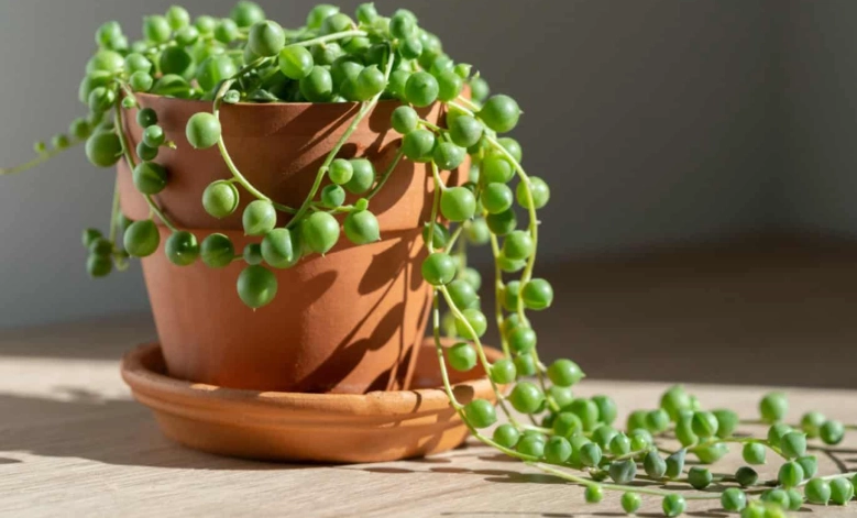 string of pearls care