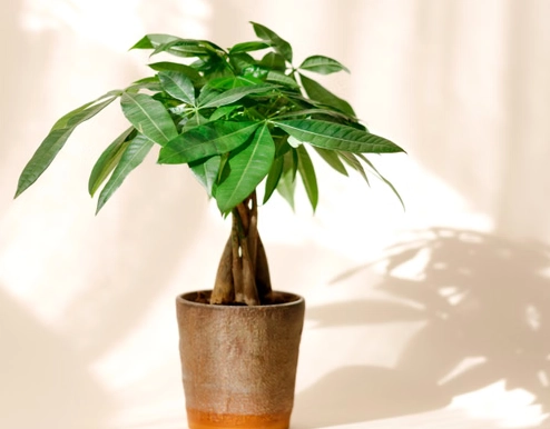 Pachira Aquatica care Pachira Aquatica care