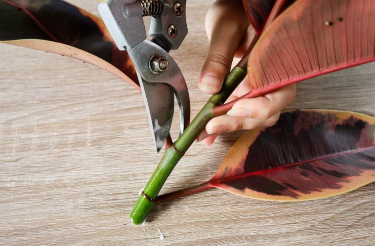 rubber plant propagation