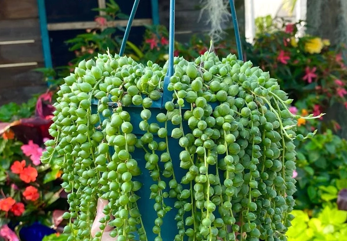 string of pearls succulent