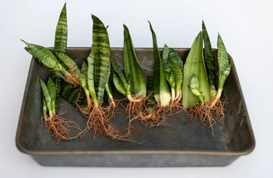propagating snake plant