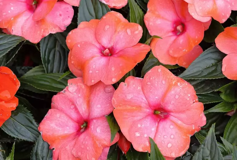 quick bloom flowers quick bloom flowers