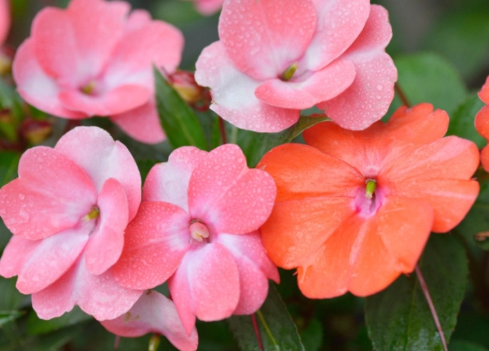 fast growing flowers fast growing flowers