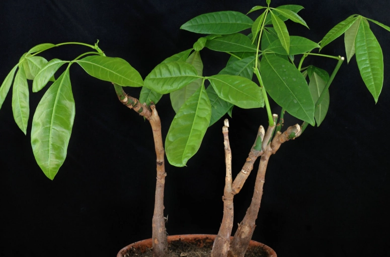 How to water a Money Tree How to water a Money Tree