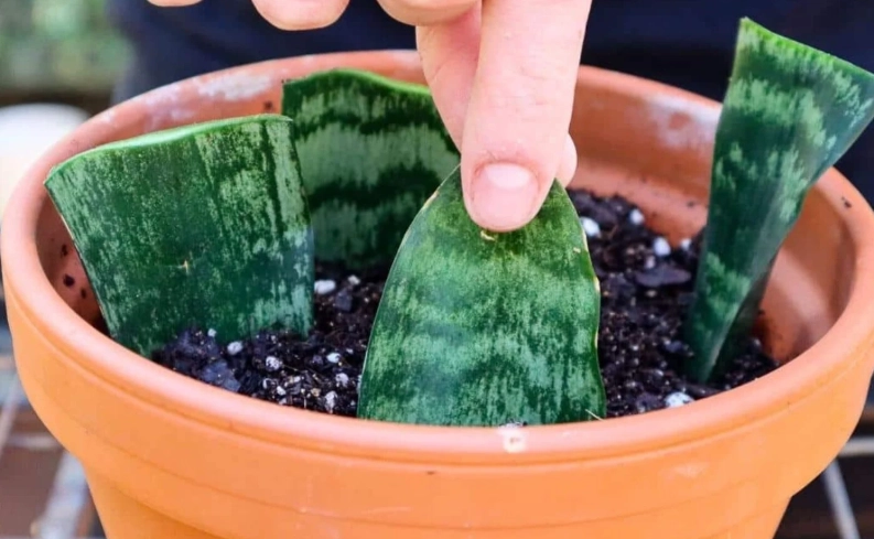 how to propagate snake plant