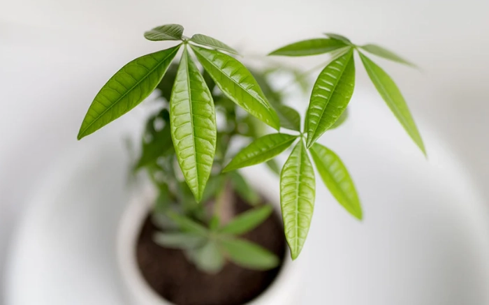 Money Tree plant problems Money Tree plant problems