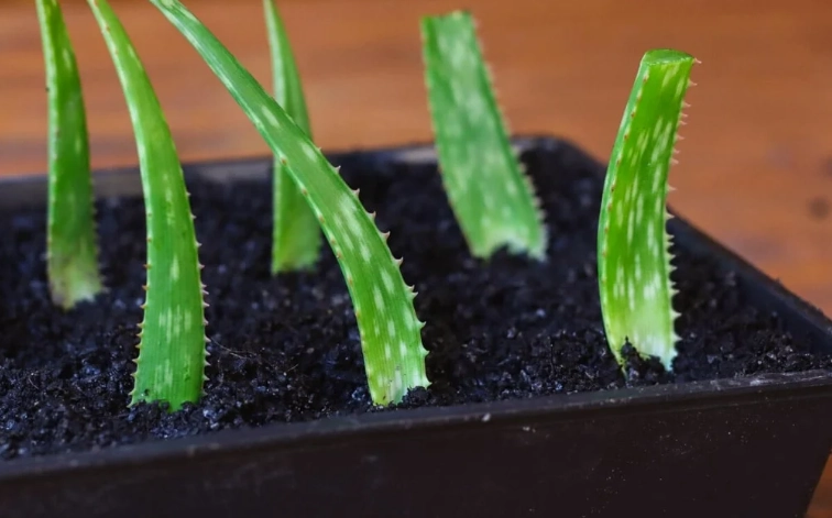 growing aloe vera