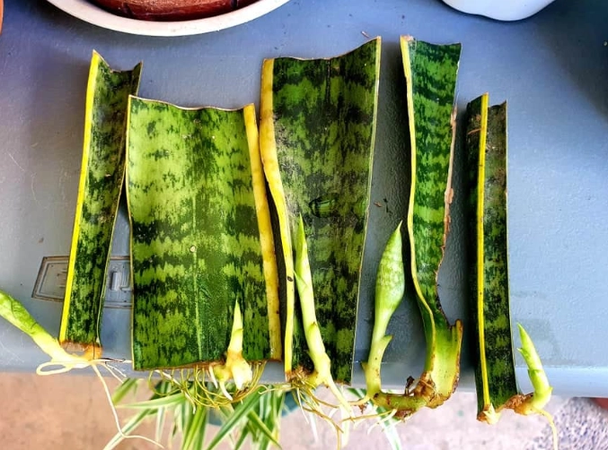 how to propagate snake plant