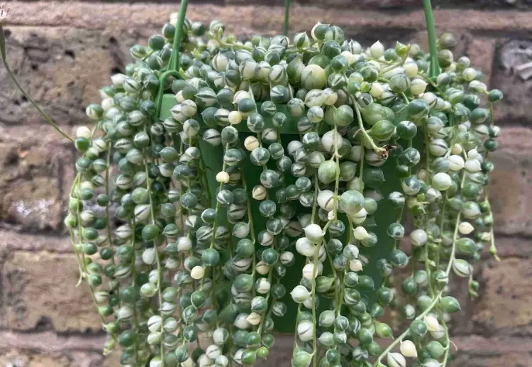 string of pearls succulent plant