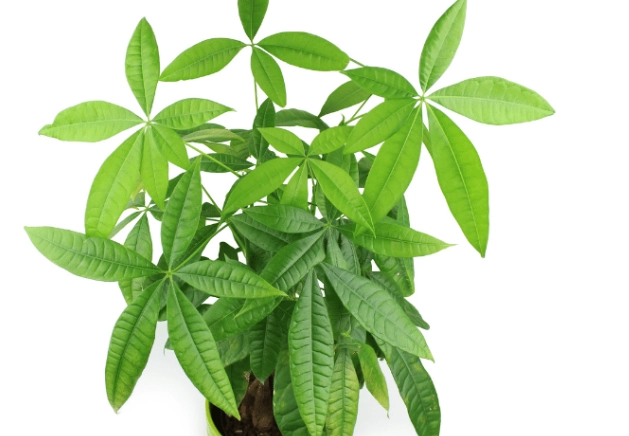 How to water a Money Tree How to water a Money Tree