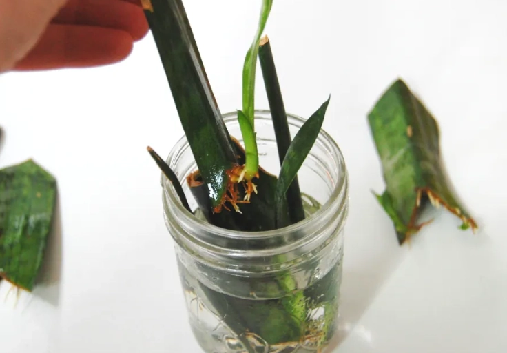 snake plant propagation