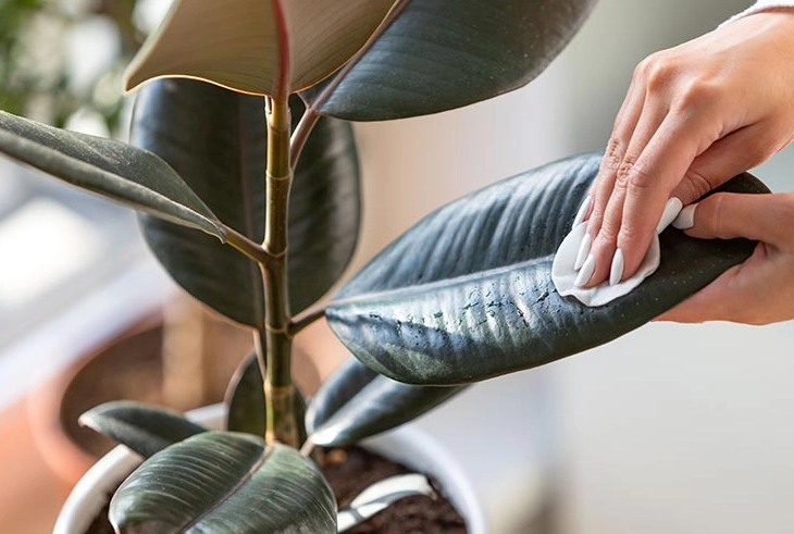 how to care for a rubber plant
