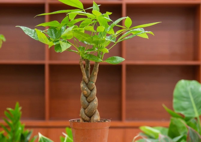 pachira aquatica money tree