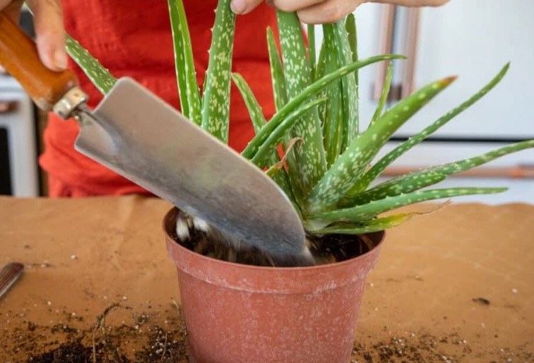 aloe plant care