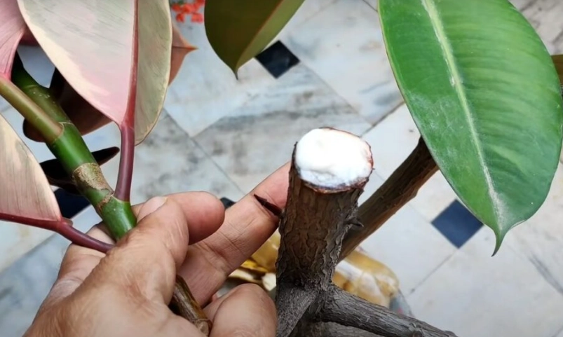rubber tree cutting