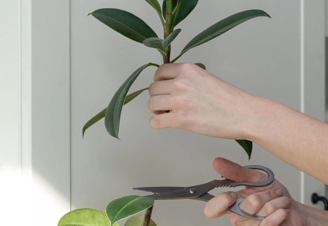 how to propagate rubber plant