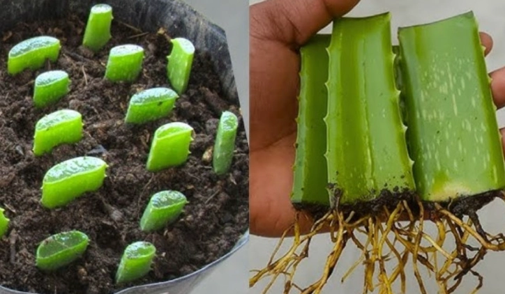 how to plant an aloe plant