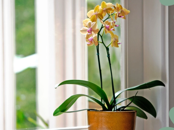 orchid watering guide