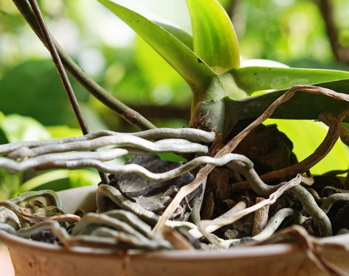 orchid watering guide