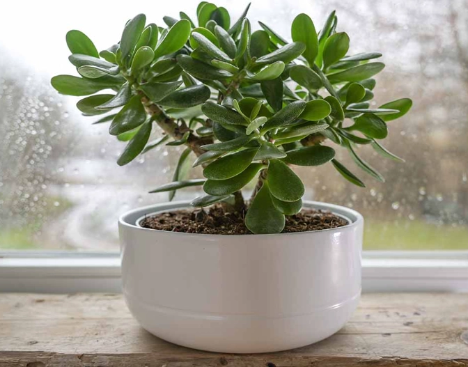 large jade plant