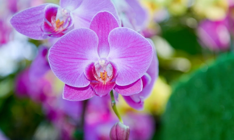 phalaenopsis orchid