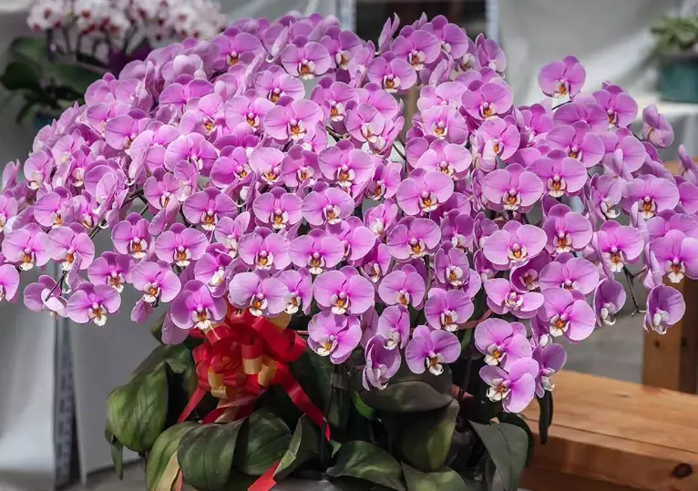 how to water orchids