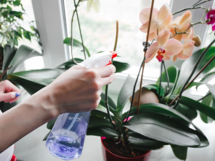 how often to water orchids