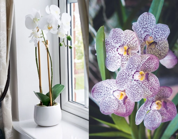 how often to water orchids
