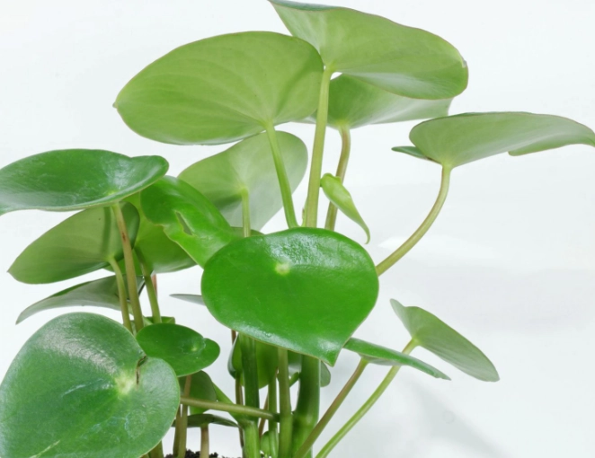 raindrop peperomia propagation raindrop peperomia propagation