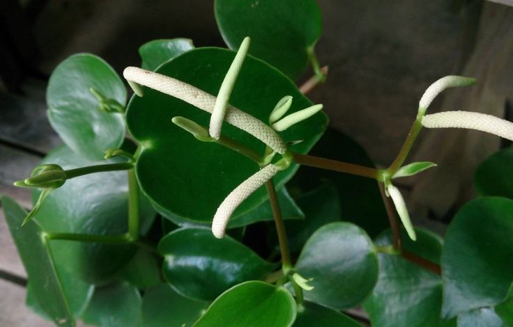 peperomia polybotrya peperomia polybotrya