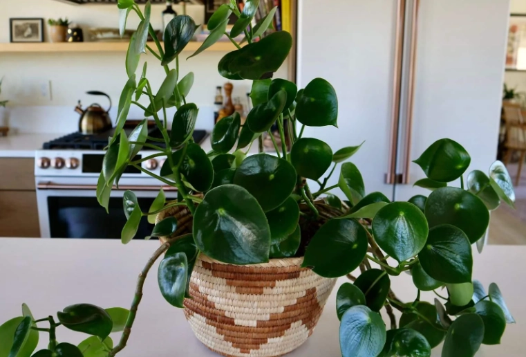 peperomia polybotrya peperomia polybotrya