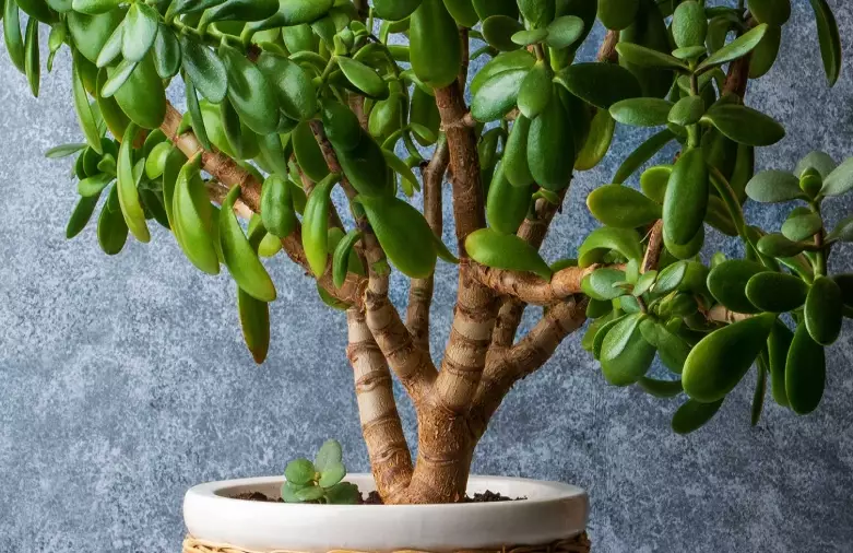 crassula ovata
