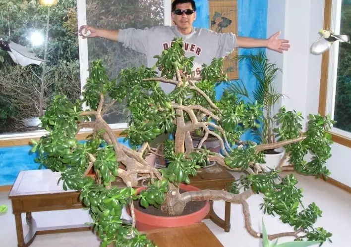 jade tree care