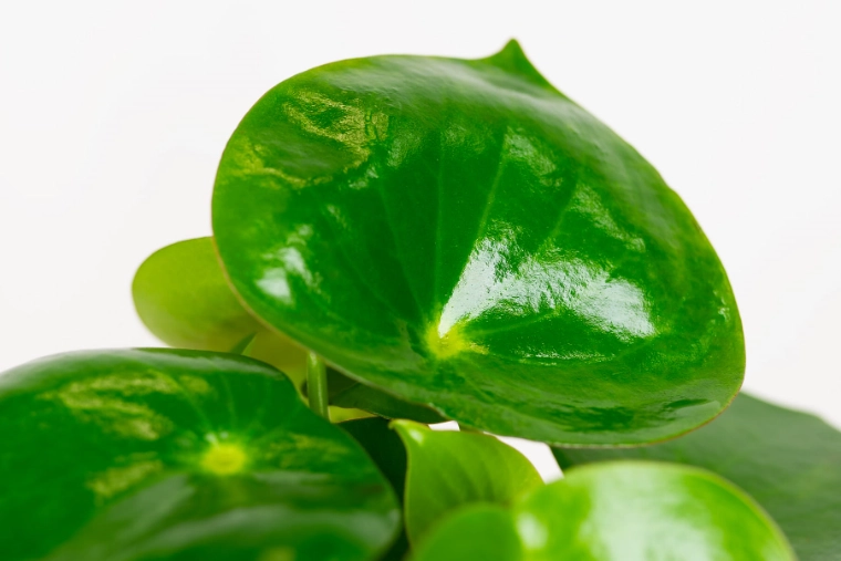 raindrop peperomia propagation raindrop peperomia propagation