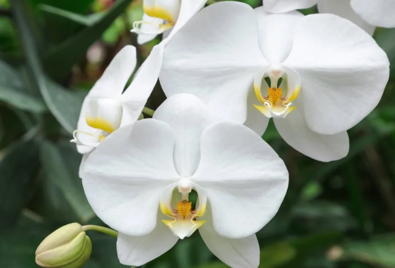 moth orchids care