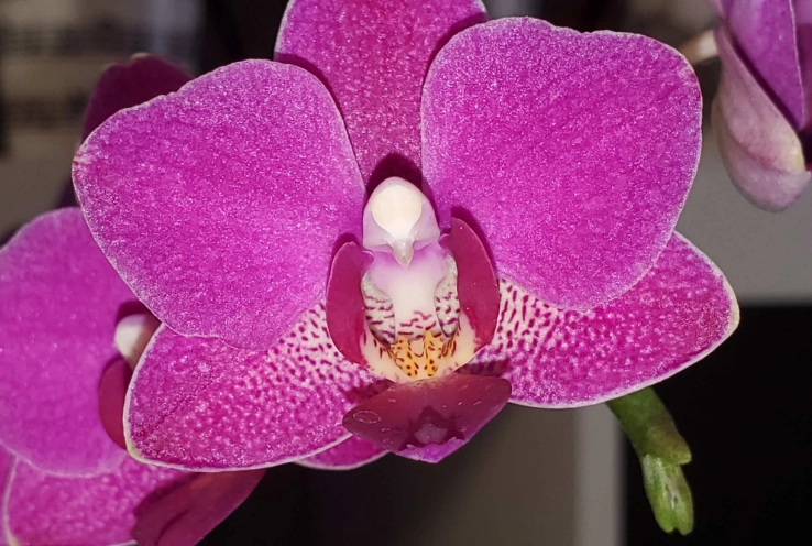 moth orchids care