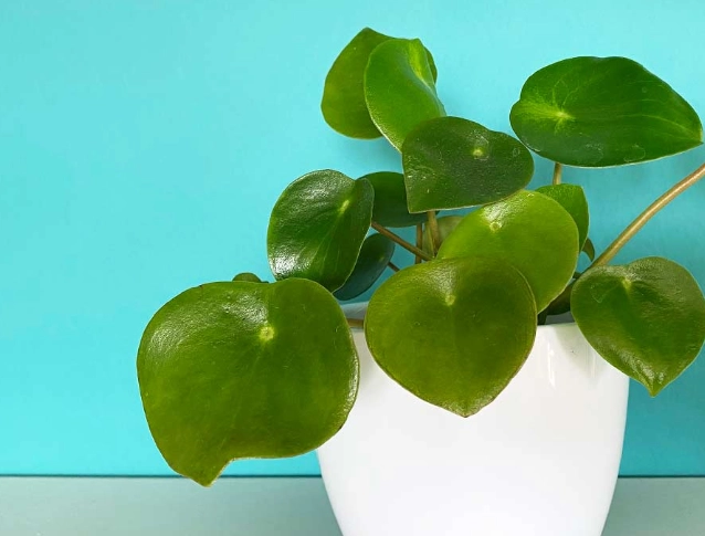 raindrop peperomia care raindrop peperomia care