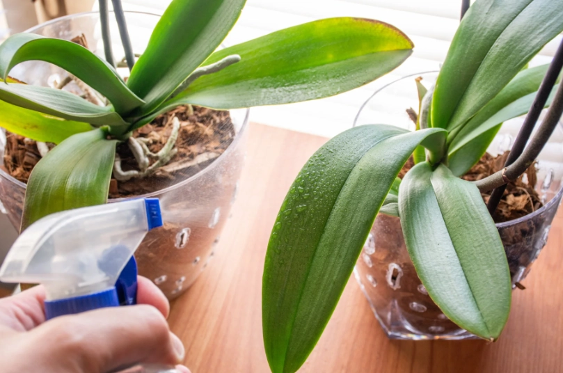 watering orchids correctly
