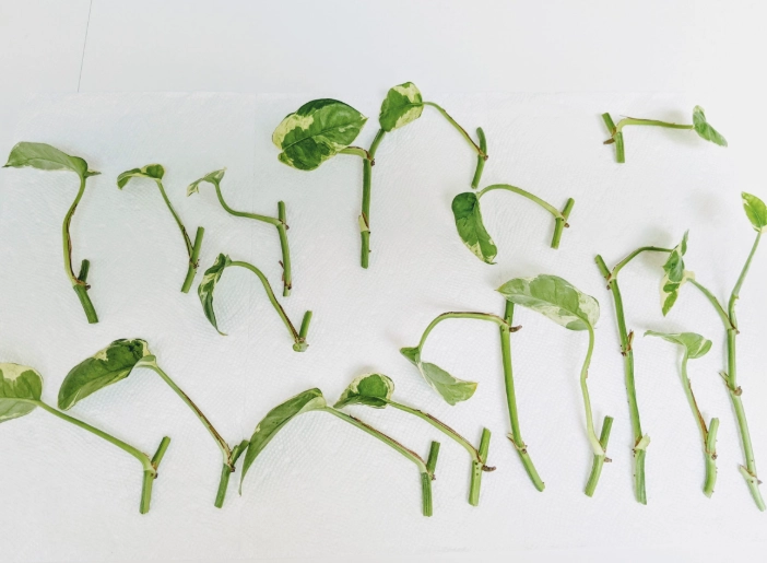 The Complete Guide to Pothos Cuttings: Propagate, Grow, and Avoid Pitfalls